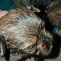 Magnifique male shorkie tzu #3
