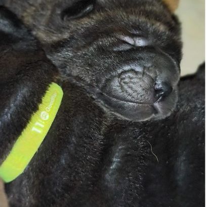 Adorables bébés shar-pei lof disponibles à la résa #3