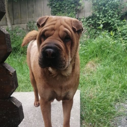 Adorables bébés shar-pei lof disponibles à la résa #4