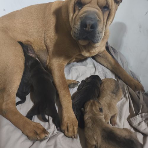Adorables bébés shar-pei lof disponibles à la résa #5