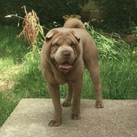 Adorables bébés shar-pei lof disponibles à la résa #1
