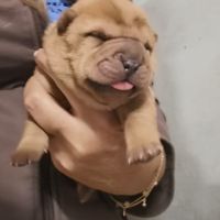 Adorables bébés shar-pei lof disponibles à la résa