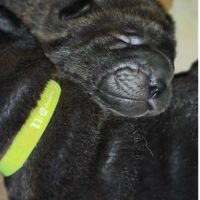 Adorables bébés shar-pei lof disponibles à la résa #3