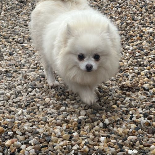Femelle adulte spitz #0