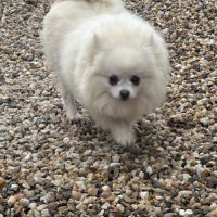 Femelle adulte spitz