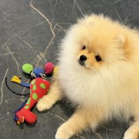 Magnifique spitz nain poméranian