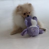 Magnifique spitz nain poméranian