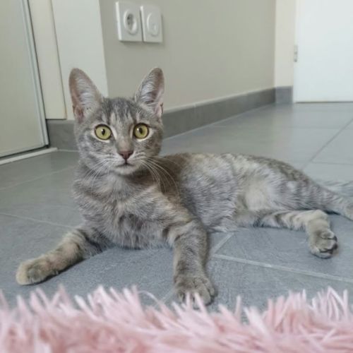 Pomponette, adorable chaton à l'adoption #1
