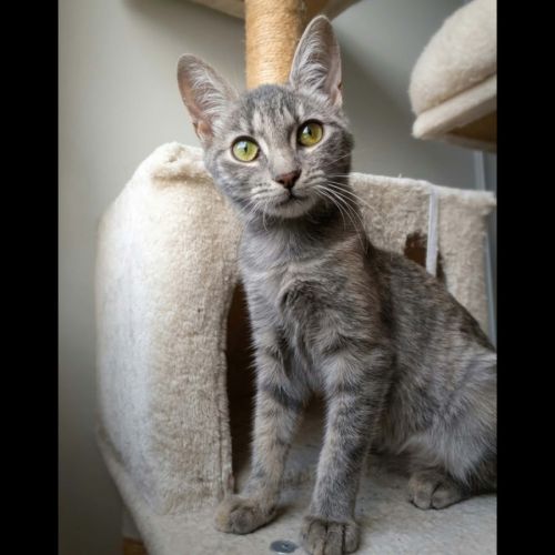 Pomponette, adorable chaton à l'adoption #0