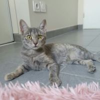 Pomponette, adorable chaton à l'adoption #1