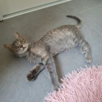 Pomponette, adorable chaton à l'adoption #3