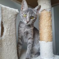 Pomponette, adorable chaton à l'adoption #4
