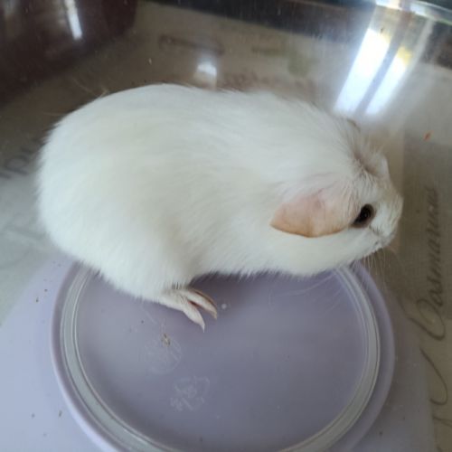 Mâle blanc #1