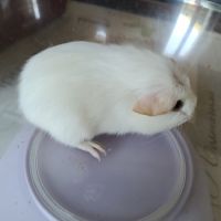 Mâle blanc #1