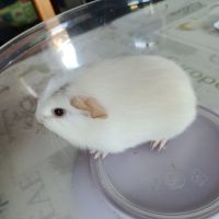 Mâle blanc