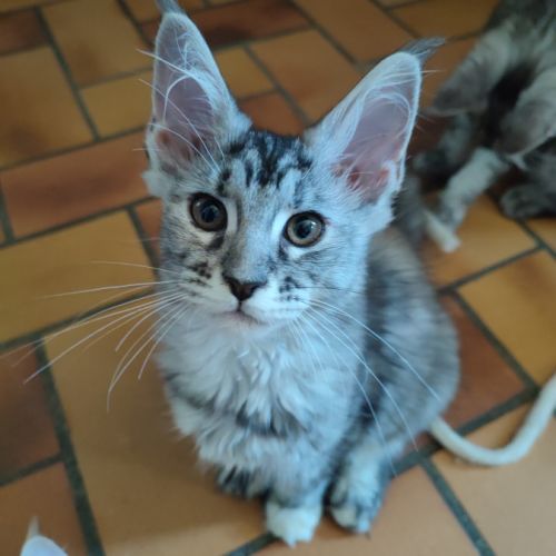 Chatons maine coon loof #0