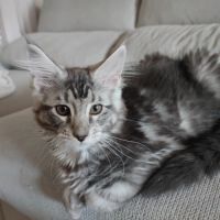 Chatons maine coon loof #2