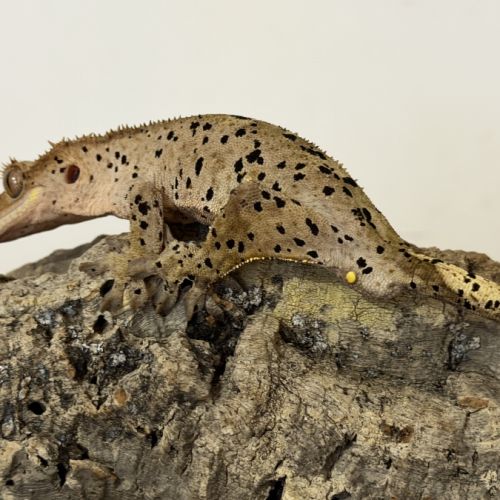 Gecko à crête #3