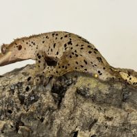 Gecko à crête #3