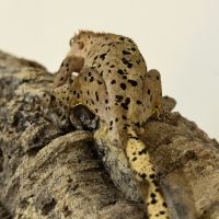 Gecko à crête