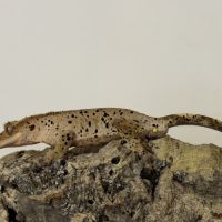 Gecko à crête #5