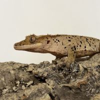 Gecko à crête #6