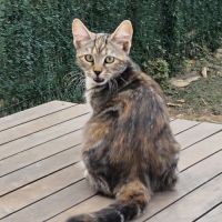 Bonnie la chipie