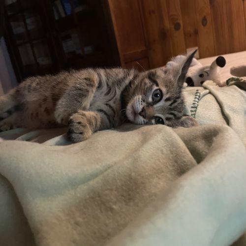 Baloo le tranquille
