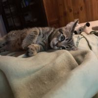 Baloo le tranquille