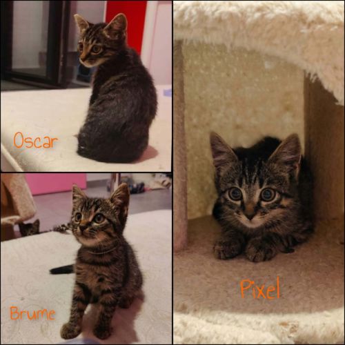 Brume, pixel et oscar, chatons à l'adoption #0