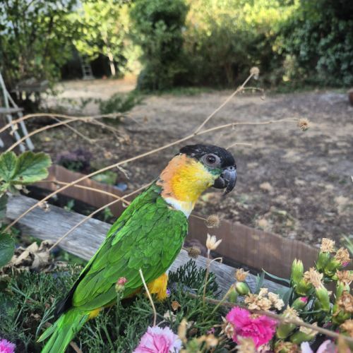 Caique femelle #1