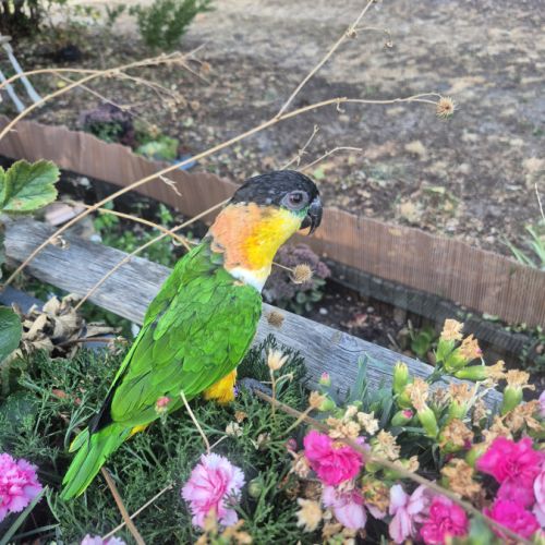 Caique femelle #2