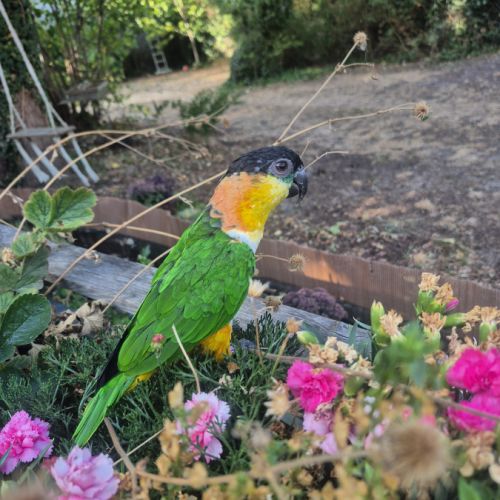 Caique femelle #0