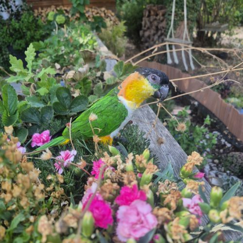 Caique femelle #4