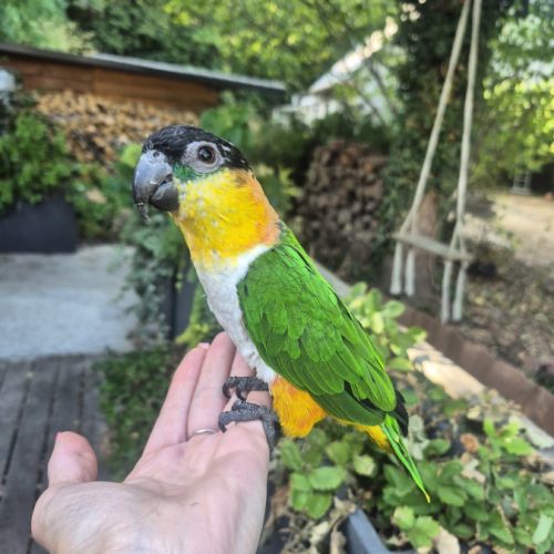 Caique femelle #5