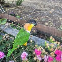 Caique femelle #2