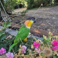 Caique femelle