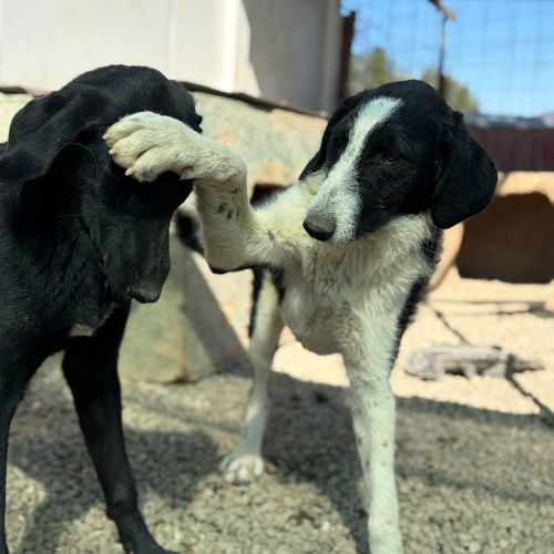 Meana noyée en roumanie, à l'adoption #0