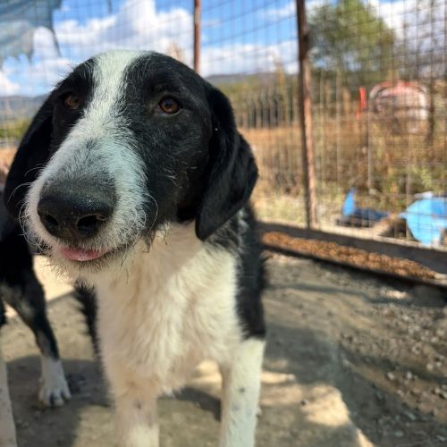 Meana noyée en roumanie, à l'adoption #4