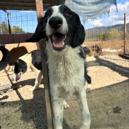 Meana noyée en roumanie, à l'adoption #7