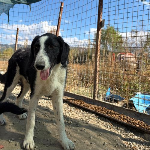 Meana noyée en roumanie, à l'adoption #8