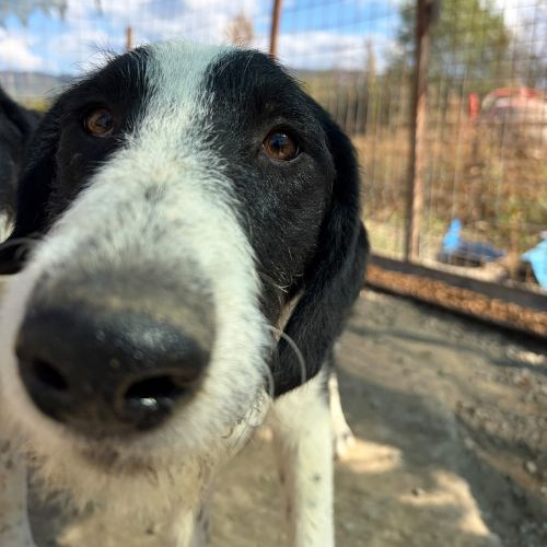 Meana noyée en roumanie, à l'adoption #9