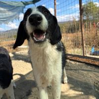 Meana noyée en roumanie, à l'adoption #1