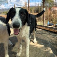 Meana noyée en roumanie, à l'adoption #2