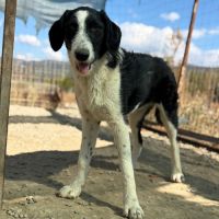 Meana noyée en roumanie, à l'adoption #5