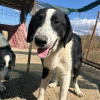 Meana noyée en roumanie, à l'adoption #6