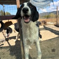 Meana noyée en roumanie, à l'adoption #7