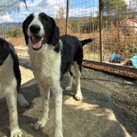 Meana noyée en roumanie, à l'adoption #10
