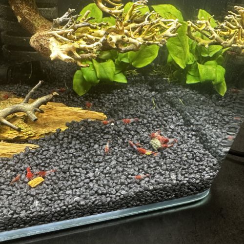 Crevettes neocaridina rilli red #1