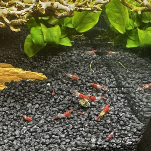 Crevettes neocaridina rilli red